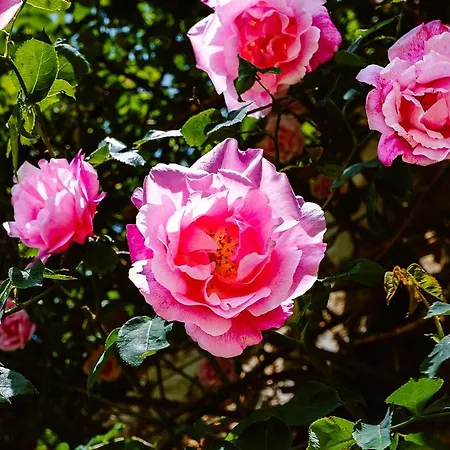 Сasa de vacaciones De Ponsillou